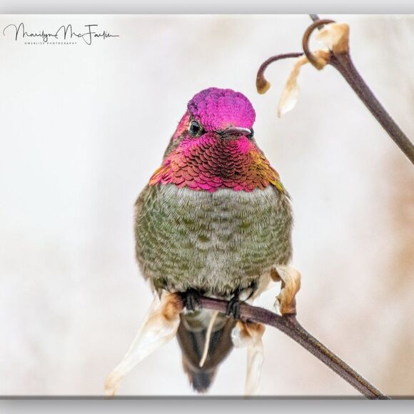 Who doesn't love Hummies?! - Picture 12 of 16